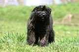 BOUVIER DES FLANDRES 361